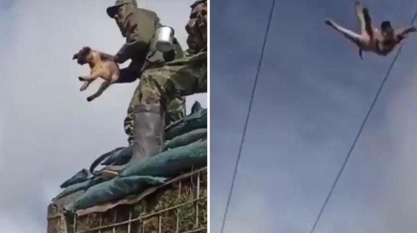  Imputan cargos a cuatro soldados por muerte de perro lanzado al aire.